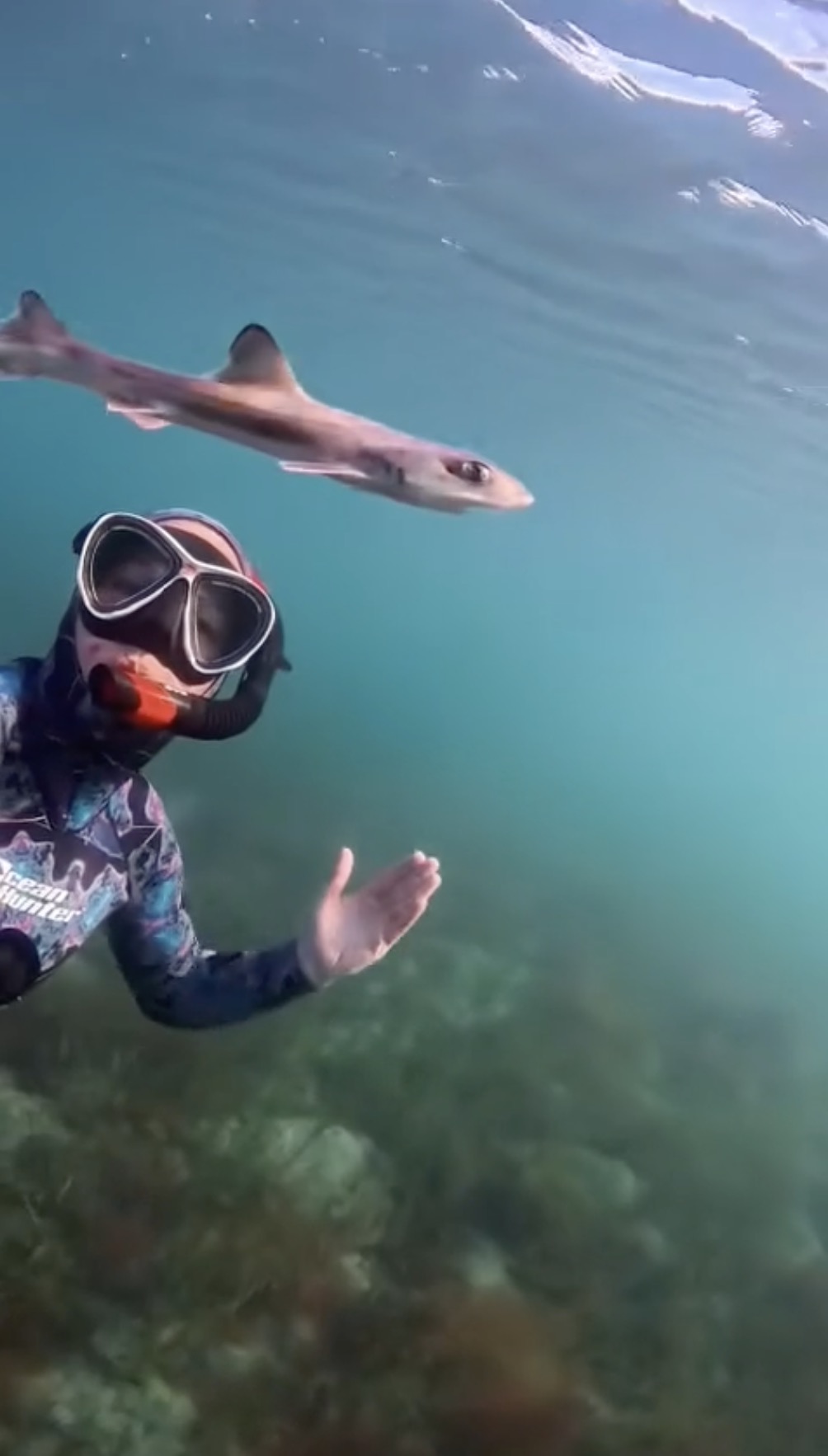 Curious baby shark swims alongside diver in unforgettable encounter: video