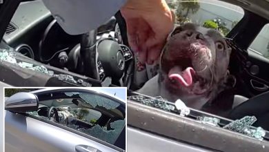 Dramatic moment cops save 5 dogs nearly cooked alive in hot car