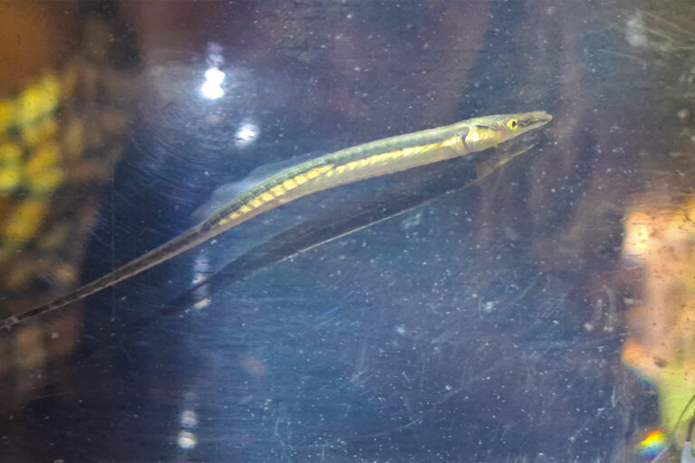 Local knowledge guides rediscovery of spinach pipefish, not seen in four decades