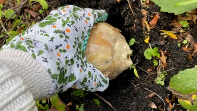 Plant the bulb slightly tilted to prevent water from pooling in the hole.