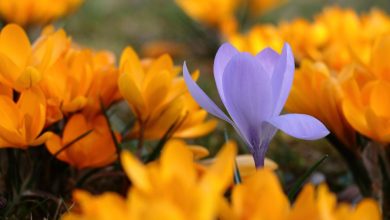 Cultivating a Courageous Heart, Part 2