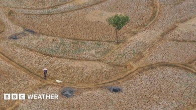 An aerial photo taken with a drone shows a shepherd herding sheep on a dried-up paddy field in Jonggol, West Java, Indonesia