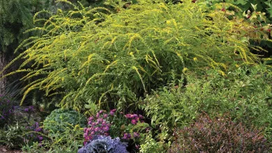 Solidago rugosa ‘Fireworks’ in a garden border in bloom