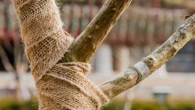 Photo: aminkorea via Adobe Stock