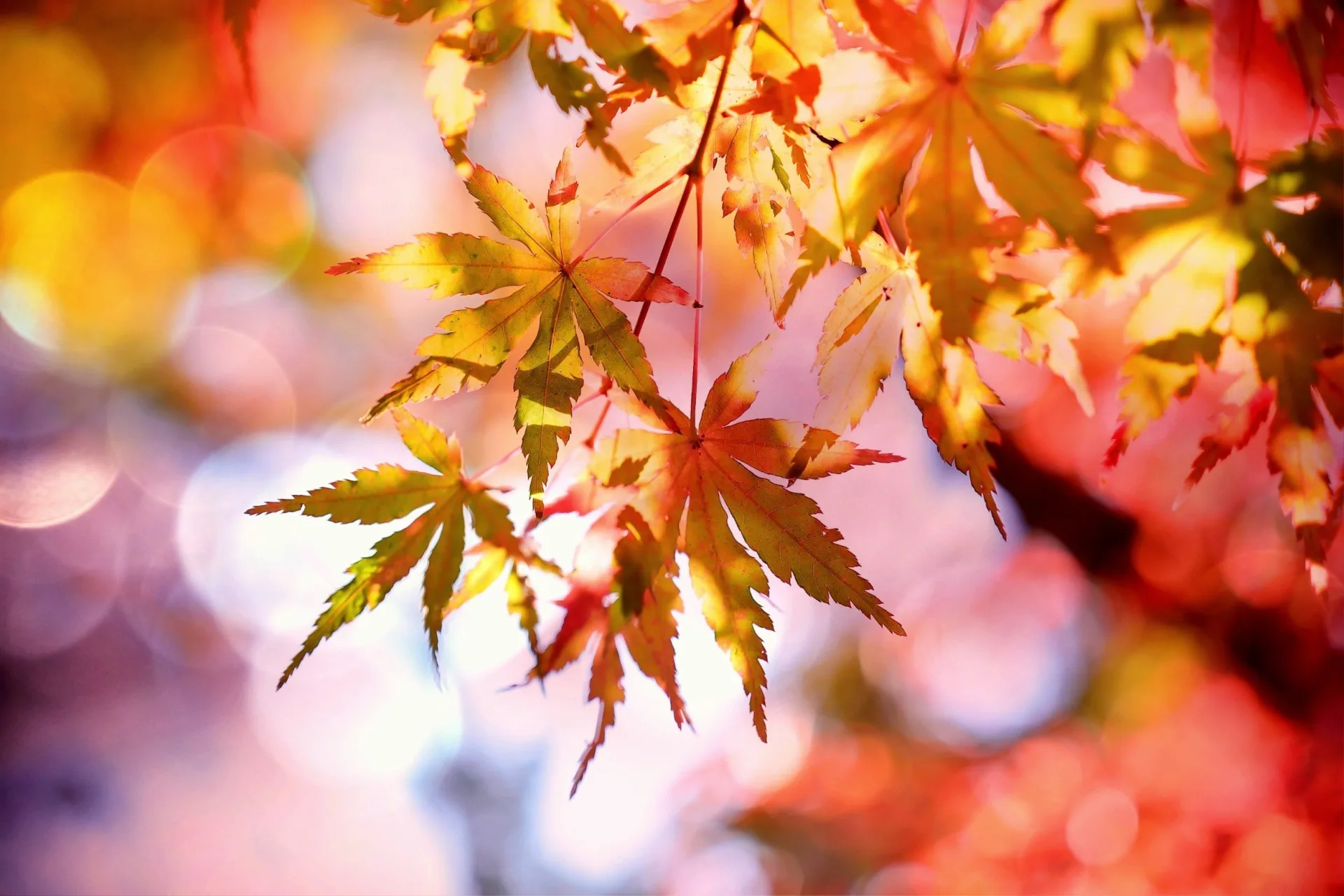 Guided Meditation: Arriving in Open Presence