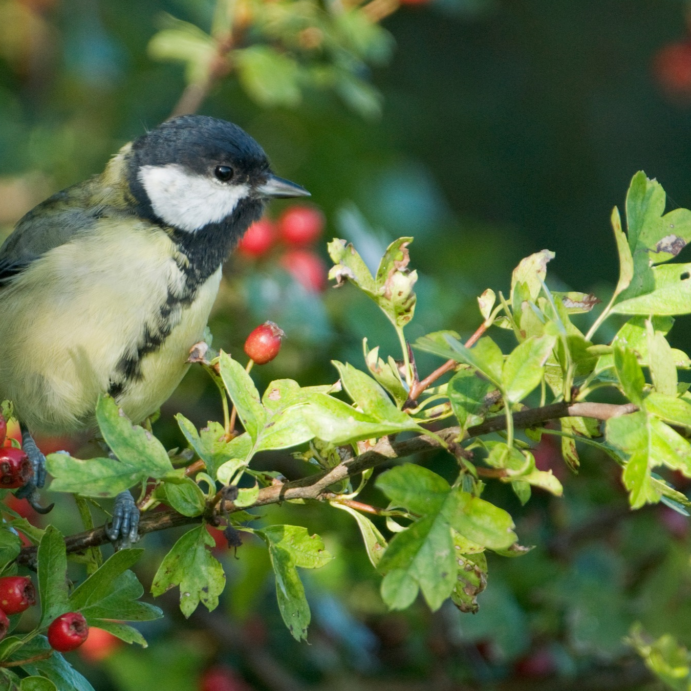 Great tit in a hawthorn hedge with red berries.