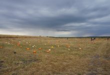 2024 The Elegant Farmer Autumn Harvest Fest 02 (Pumpkin Patch).jpg