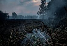 Peatland Forest fires.jpg